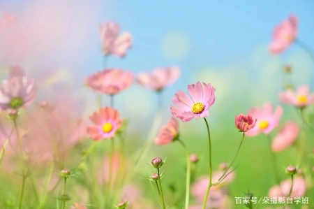 这5点别错，帮你照片更清新，手机摄影也能做到(手机拍照如何更清楚)